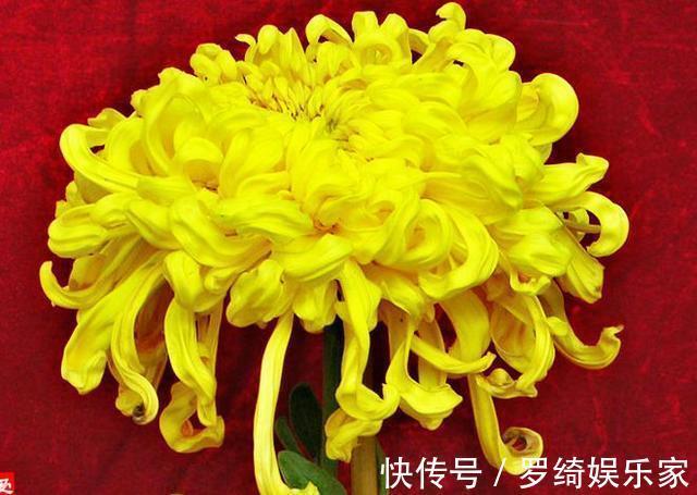 惠然|喜欢菊花，不如养“珍稀名菊”金涛汹涌，花开高贵典雅，花型丰满