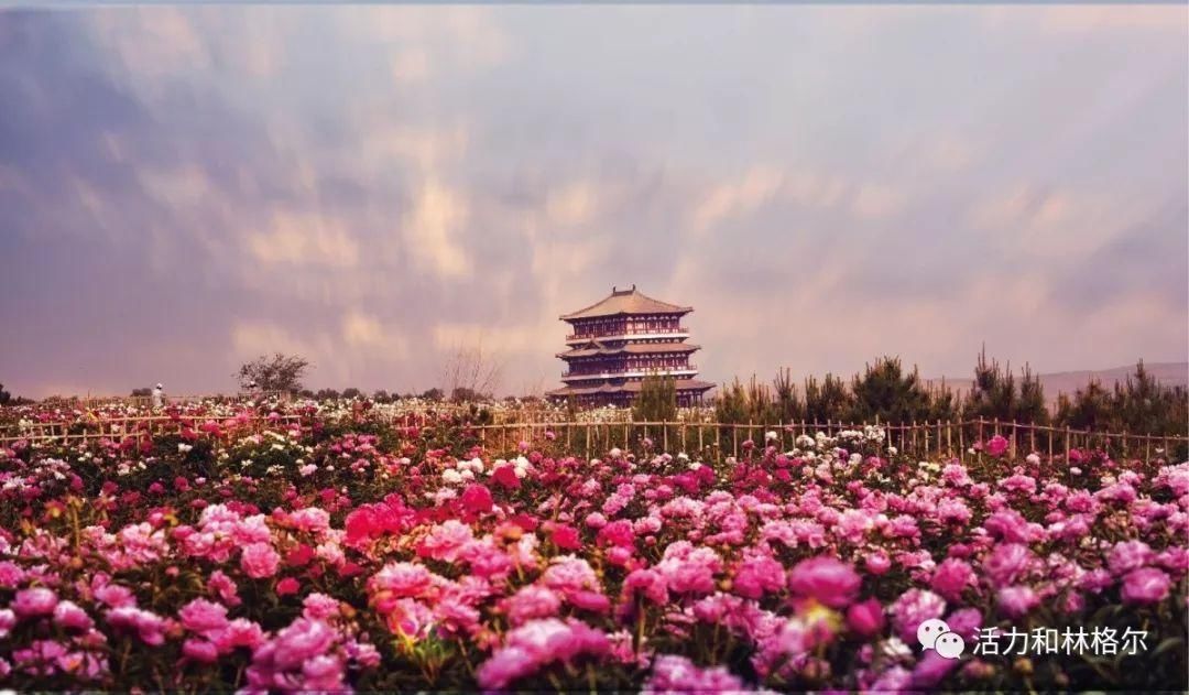 刘玉萍|花海来了！呼和浩特这些地方超美！