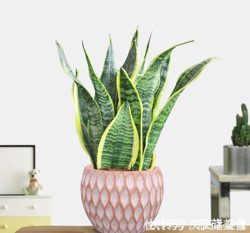 虎皮兰有3怕,冬天及时避开,顺利春化,冒笋芽长新叶!