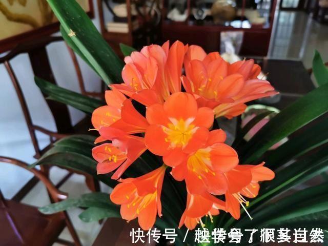 君子兰最爱“3种肥”,很好找,花瓣红硕喜气,叶片肥厚绿油油
