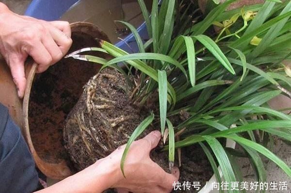 给“3种花”换盆,一定不能浇“定根水”,否则烂根多,容易死亡!