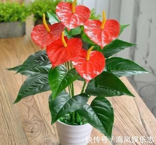 桂花桂花|聪明人都养“3种花”,镇宅旺财添富贵,新的一年好运到,幸福到