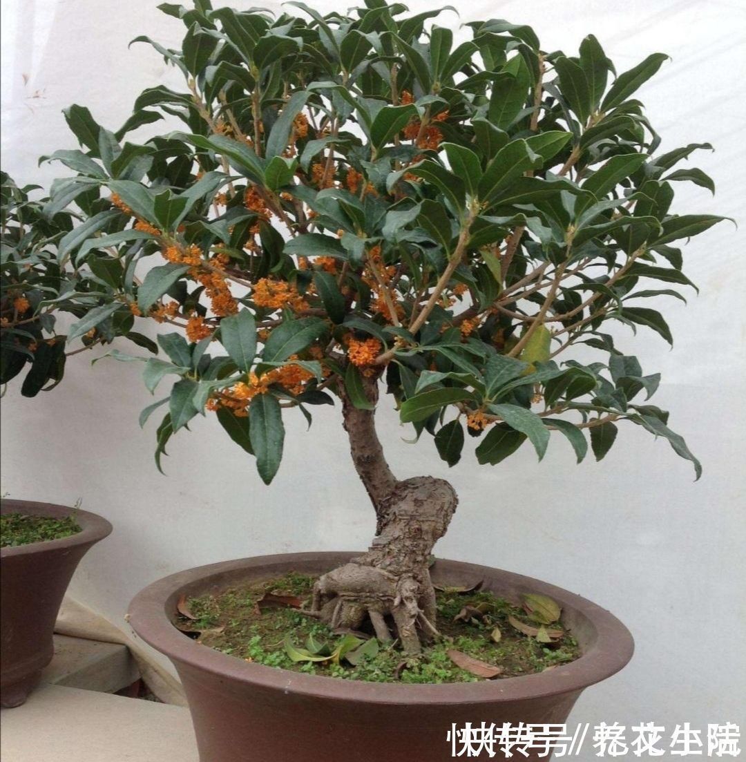 旺宅|养花不如养树,5种“富贵树”,摆在家里招财又旺宅