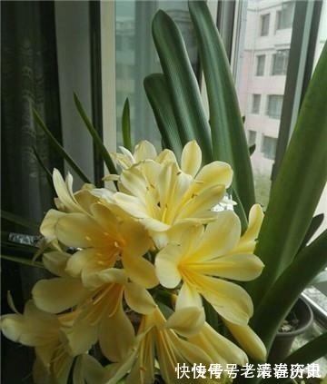 降温|养君子兰老花匠才不要淘米水,只滴这个,花剑爆盆蹭蹭长