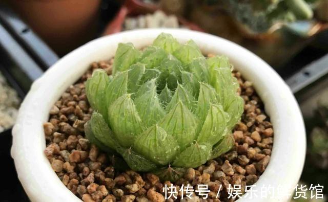 与多肉玉露的水晶之恋，不妨从养好一棵樱水晶开始