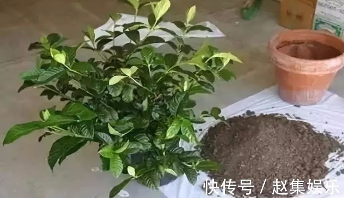 土壤|养花不用买土,用这几样东西掺一块儿,种什么花草都旺