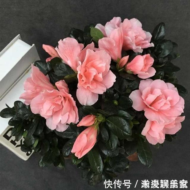 扦插花卉,必须要用“生根液”错,做好1点,很快就生根!