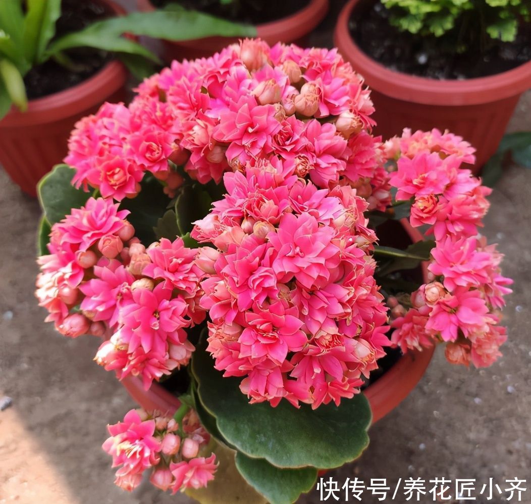 春天5种花，水一大就烂根，干透了再浇，懒人才能养好