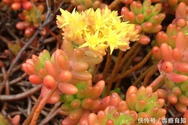 多肉|这5种多肉开花就像中奖一样,雅乐之舞最不常见,桃蛋开花最好看!