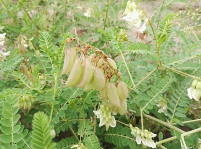 它如今的数量再也经不起采挖,若你家乡也有,请重点保护,别不知