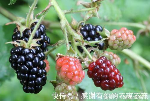 头发|长寿之人告诉你，常食以下食物，头发黑了，睡眠好了