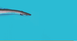 玻璃鳗@被人吃了几千年的鱼,直到突然濒危,也没人知道它们来自何处