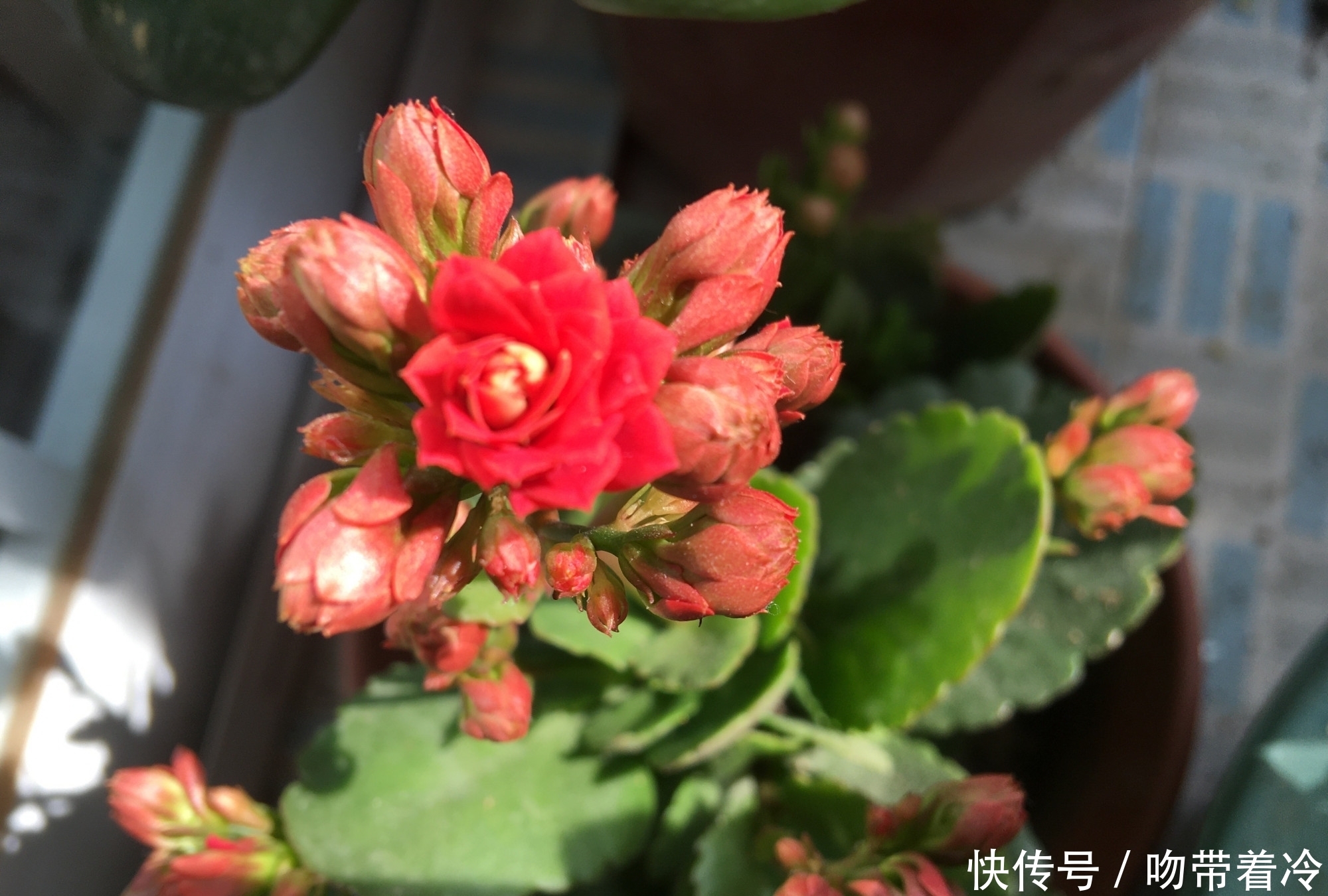 把一盆普通的长寿花，养成惊艳老桩，养护技巧有3个