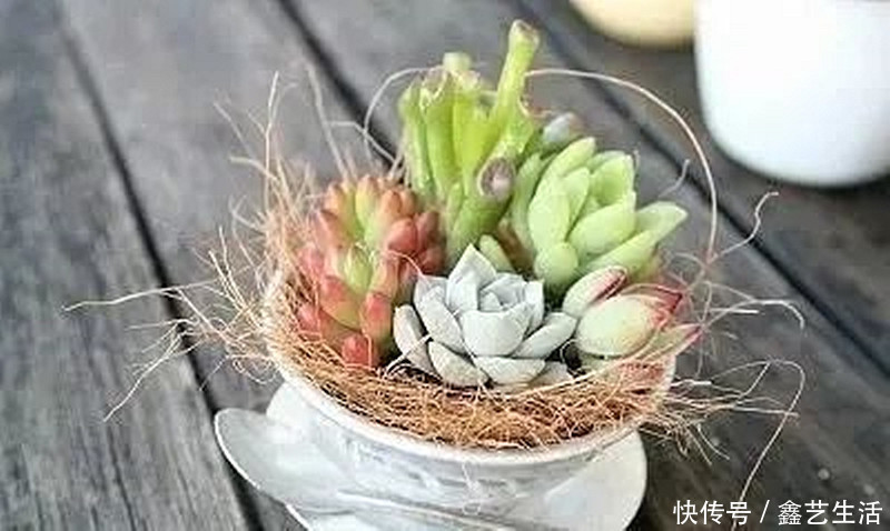 最全多肉养护法!十足干货!自己收藏就不用问别人啦!
