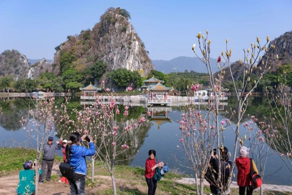 知识|七星岩玉堂春、宫粉紫荆踏春而至，美出新高度！