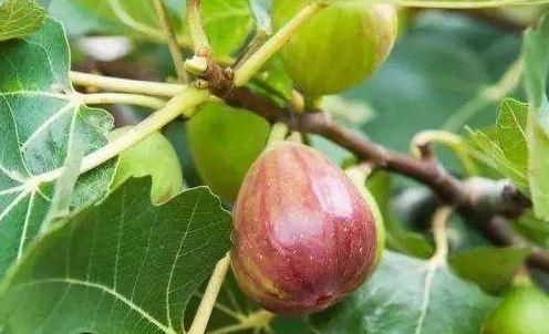 想长寿先排毒，坚持常吃三种食物，养心安神，越来越健康