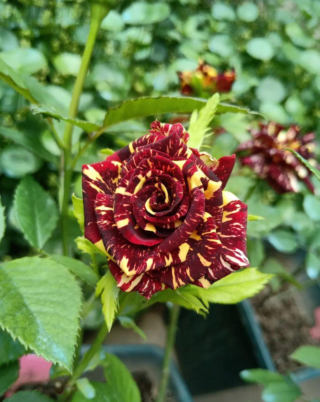 门口种了一棵花,竟被说是不吉利,怼回去:关你P事