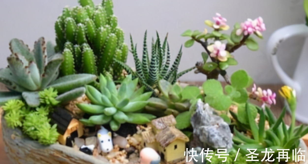 养多肉有“3大瘾”，如果全具备，才是真正的“多肉迷”