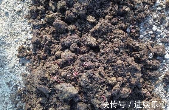 喷洒|怪不得老花农养花都喜欢用米醋,看了5大神奇功效,彻底被折服了