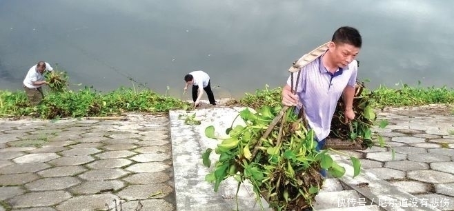 凤眼蓝|它在国外作恶多端,入侵我国后不仅成了猪饲料,还被当成美味野菜