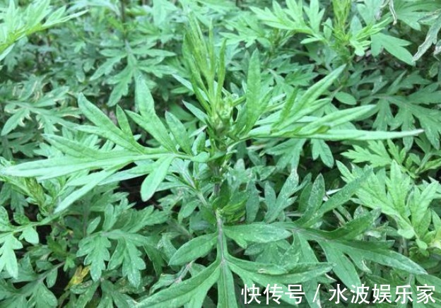 本草纲目|俗语“家有三年艾，郎中不用来”，有神仙草之称的艾叶，你会用吗