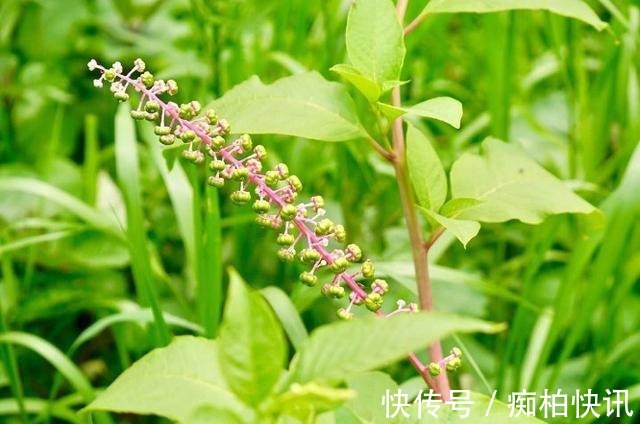 商陆|农村常见野草,颜色鲜红,殊不知可制作农药,作用很多,一斤30元