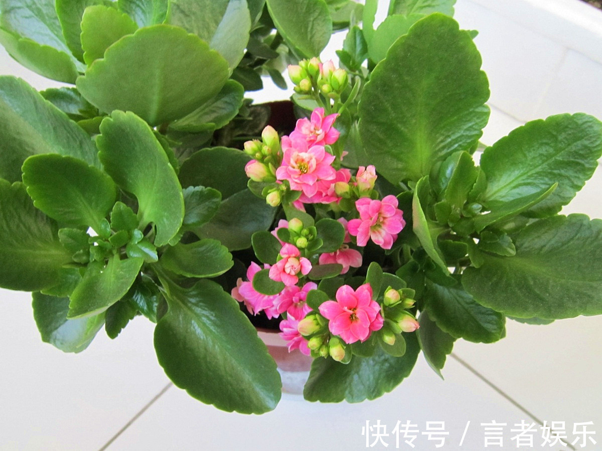 电视机|养长寿花,这三个位置就是“死亡之地”,放一盆死一盆