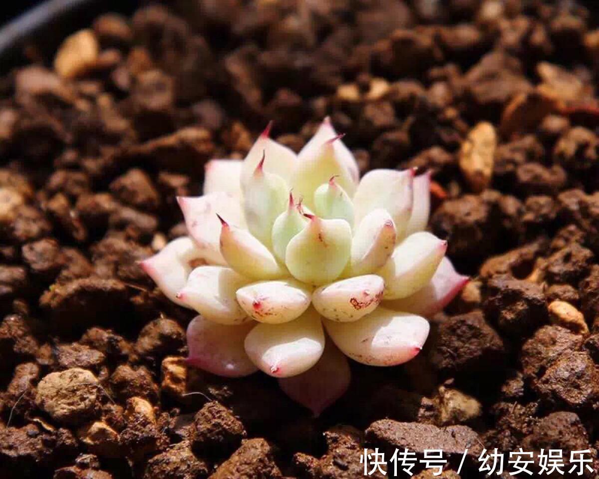 爆盆又开花，多肉才能真正的聚宝！一种多肉能做到！