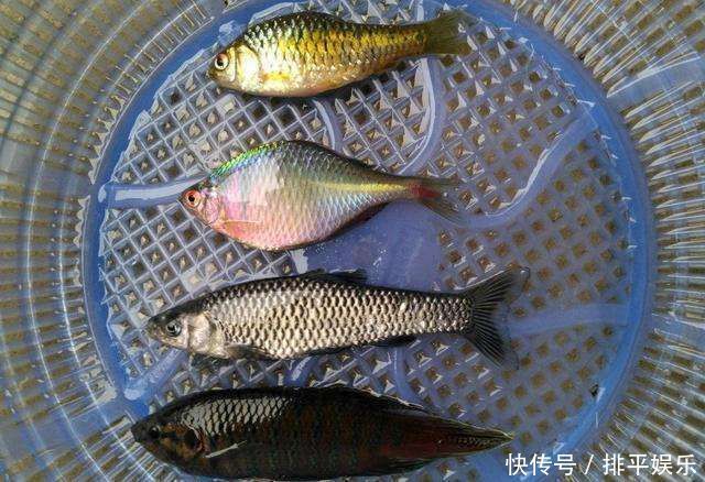 小时候最讨厌钓到鳑鲏鱼,离水几分钟就会烂肚子