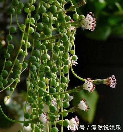 办公室种多肉从没活过，种上如下几种分分钟爆盆，懒人大爱