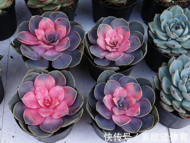 年宵花|如果不是万不得已,这3种花年后再买,省钱又好养