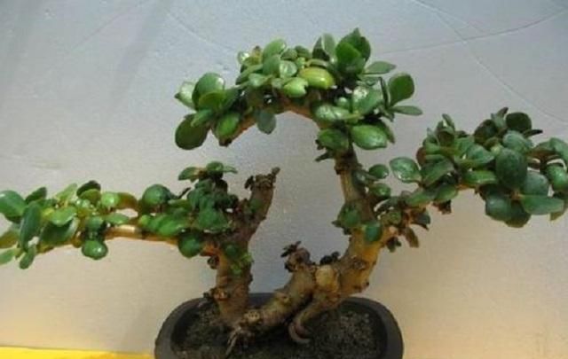 这种“小绿树”,最适合盘老桩,仅需1根枝条插进土中,1年成盆景