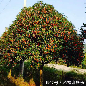 美好|家门口种上3棵树,聚气养人旺三代,富贵人家都种了