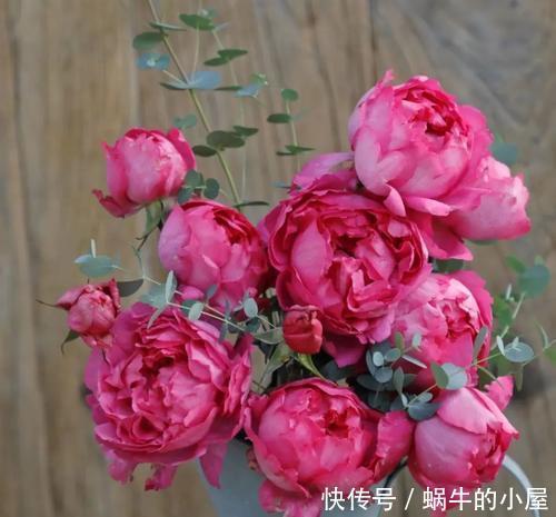 贵州|贵州大妈别的花不爱,就喜欢养月季,院子里养了4种,都是精品