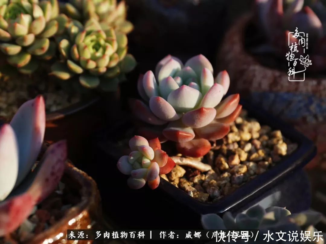日子|笼子里露养的多肉,越养越美!有多肉的日子伴着小确幸!
