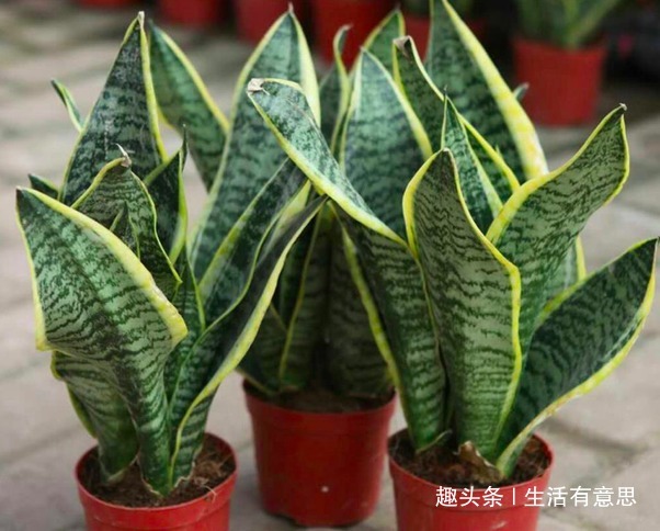 此种花不管多丑也要养，旺宅聚气还是杀细菌的小帮手，对身体好