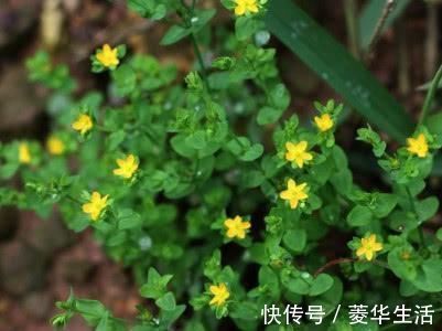 脂肪肝患者|脂肪肝患者,不妨多吃这几种食物,给肝脏“减肥”更健康