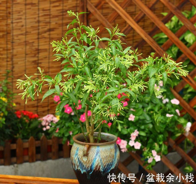 蕾丝|7种“香水花”,养一盆满屋生香,开花180天,好看又贵气