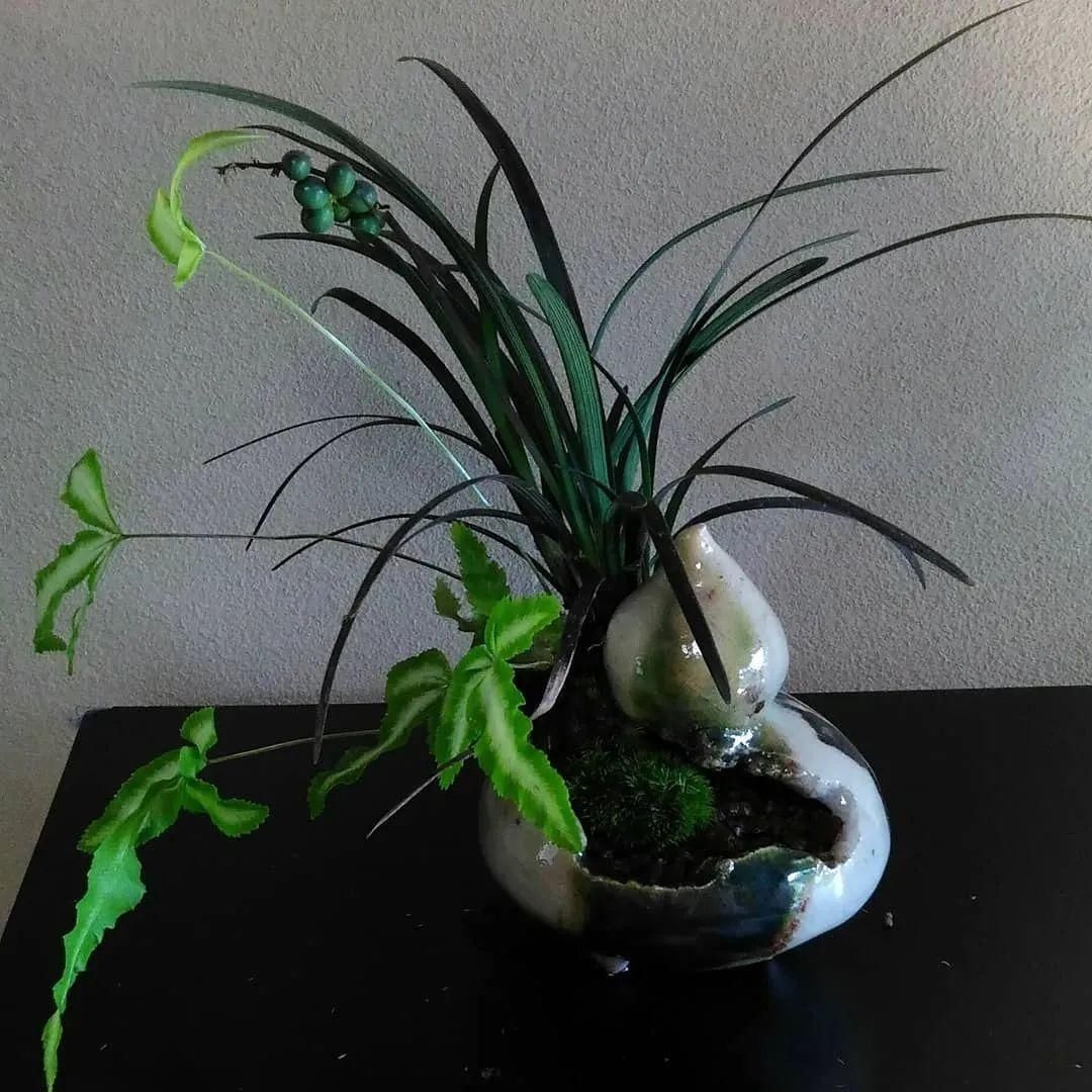 山野草，也高雅！