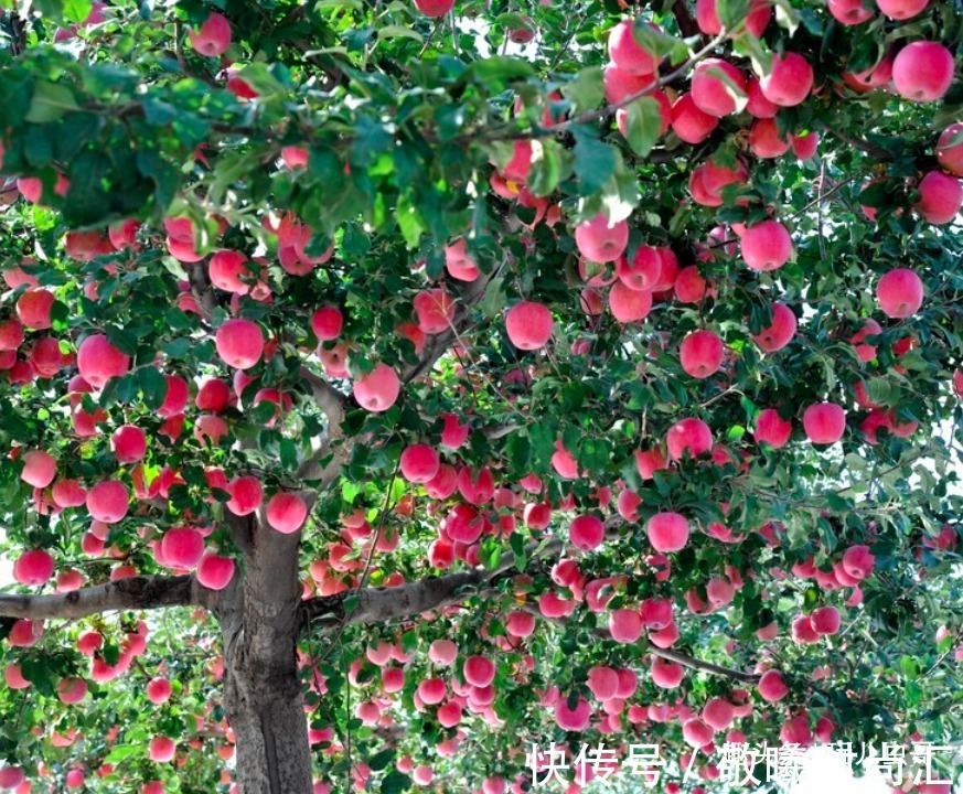 乳油类|苹果美白肌肤与牙齿,重视苹果红点防治,收获高品质的苹果来!