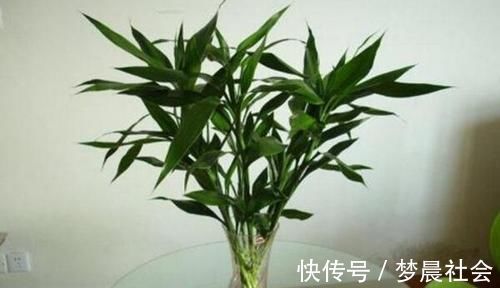 水培富贵竹,水里加点它,茂盛不黄叶,叶子像打蜡,蹭蹭冒新叶!