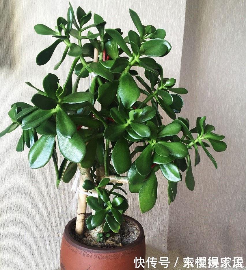 枝条|两种皮实好养的绿植，易扦插，姿态优美，变老桩盆景