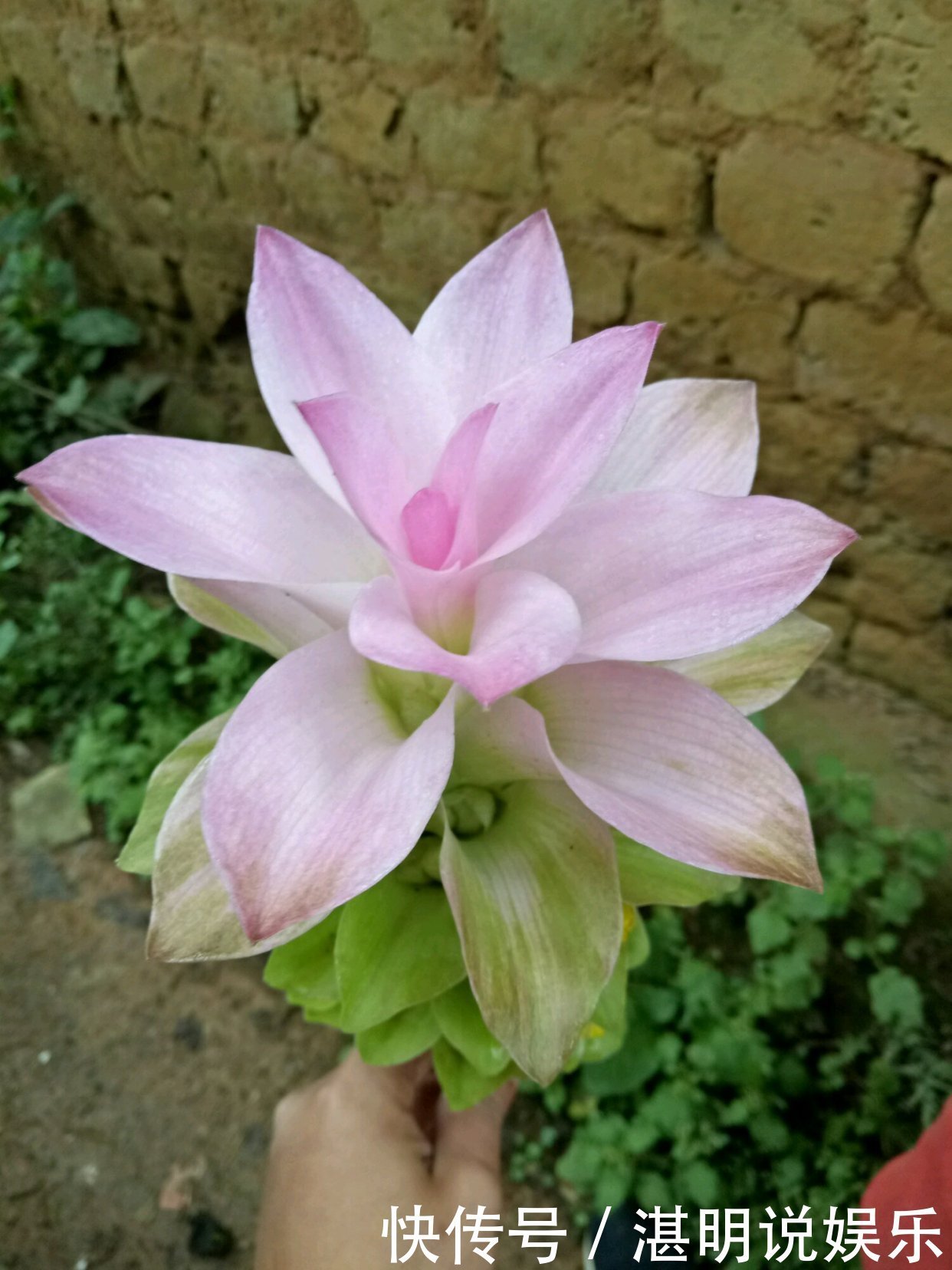 养护|此花是世界名花,花朵超漂亮,花期长,养护简单,室内盆栽也可以