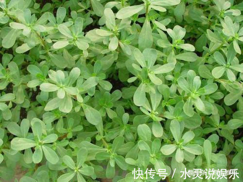 野菜|养宫就是保命!4种野菜,农村疯长,养宫护宫,保护女人,还好吃