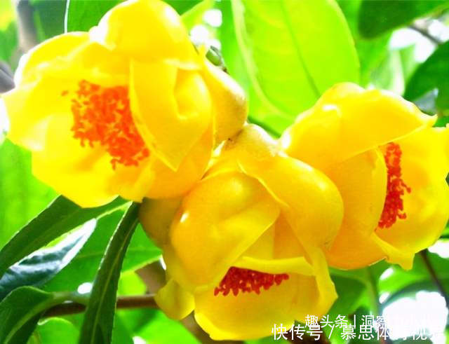 想长寿花多冒苞，土里埋下这“两料”，蹭蹭窜芽，开出层叠群花