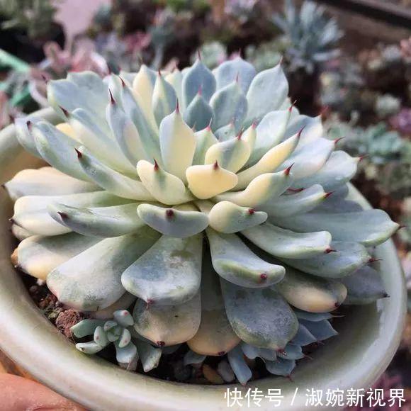 光照|多肉叶片“发软”怎么办浸盆晒太阳,轻松就解决!