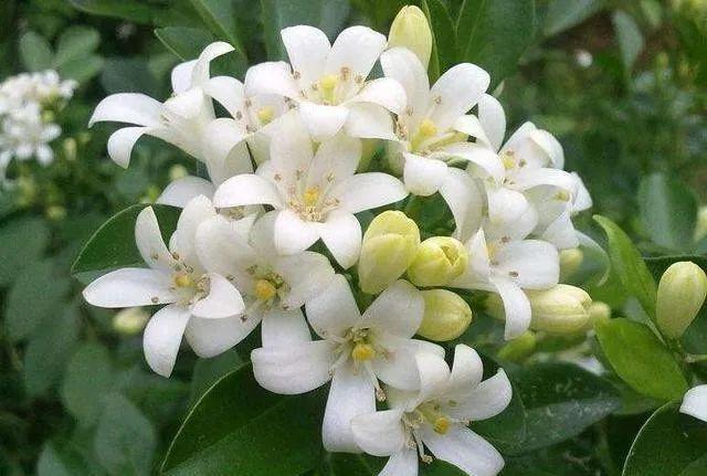 常见的20种有毒花草,有老人、小孩、宠物的家庭千万注意