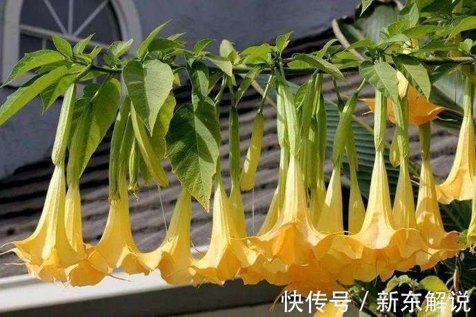 村民|野外多见全株有剧毒,村民却喜欢将其种在家中,这是为何呢