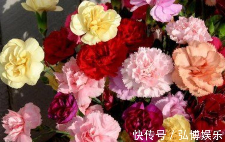 木槿|4种花是花中“大美女”,开花美长势旺,黄绿交辉,内敛美