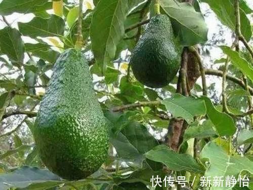 脑血栓形成|怀孕后,4种水果敞开肚皮吃,让宝贝赢在“起跑线”上!